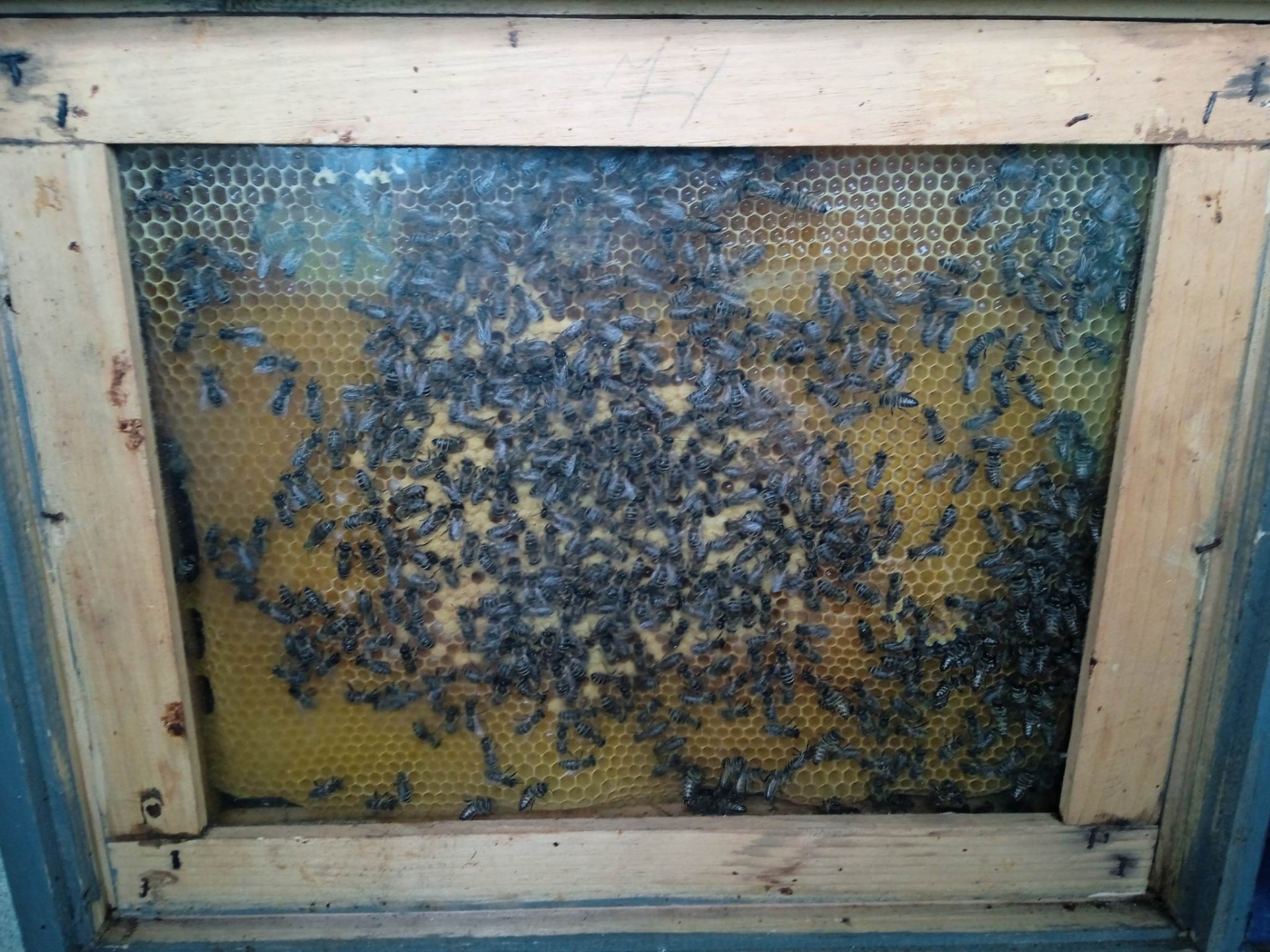 Beseda s včelárkou - Obrázok 1