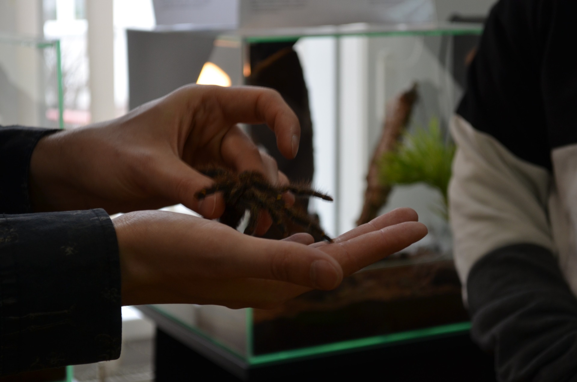 Fotorelacja- Wystawa żywych pająków egzotycznych w MiPBP w Kolbuszowej fot. Anna Laube - Obrazek 6